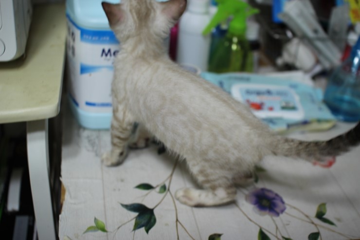 스노우 링스 키퍼 공주님~ 관련 이미지 2