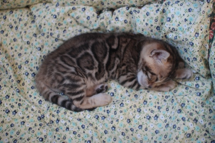 뱅갈고양이 꼬맹이들 모습은 보고 또봐도 사랑 입니다^^ 관련 이미지 3