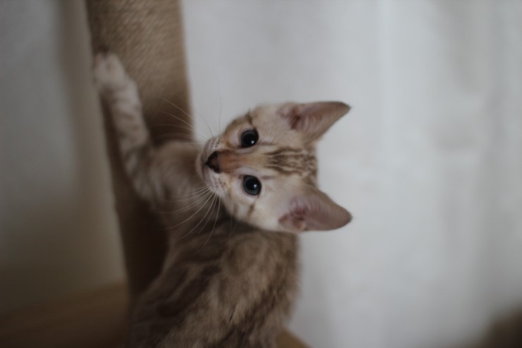 실밍크 뱅갈고양이 분양 남아 두아이 소개 합니다 관련 이미지 1