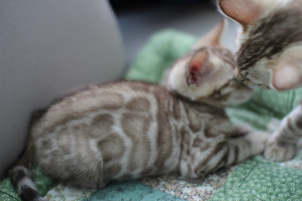 슈퍼 개냥이 실밍크뱅갈고양이 남아 분양해요~ 관련 이미지 2