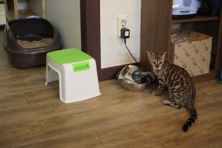 뱅갈고양이,스노우뱅갈고양이, 오늘에 주인공은 말썽꾸러기 레이 ~~~~~~~ 관련 이미지 4