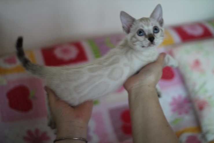 소유뱅갈고양이 캐터리 스노우 키퍼 여아 두아이예요~ 관련 이미지 11