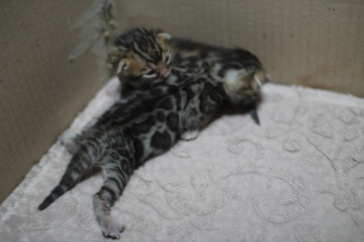 뱅갈고양이 자매 오늘 모습 입니다~ 관련 이미지 18