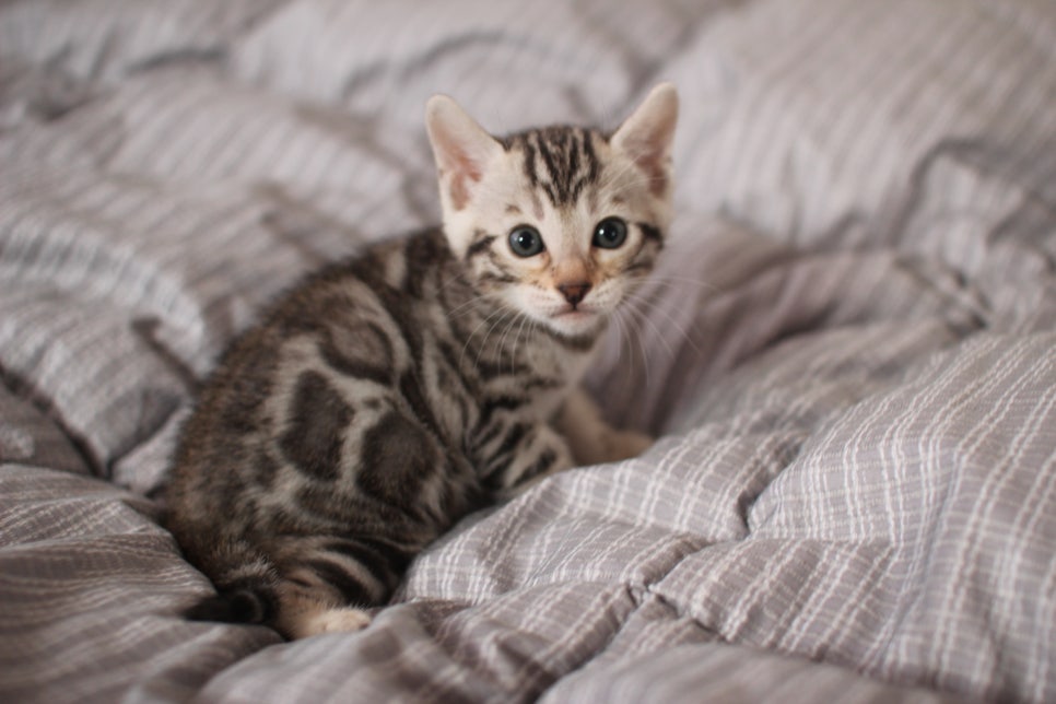 실버뱅갈고양이 여아 분양해요! 관련 이미지 4