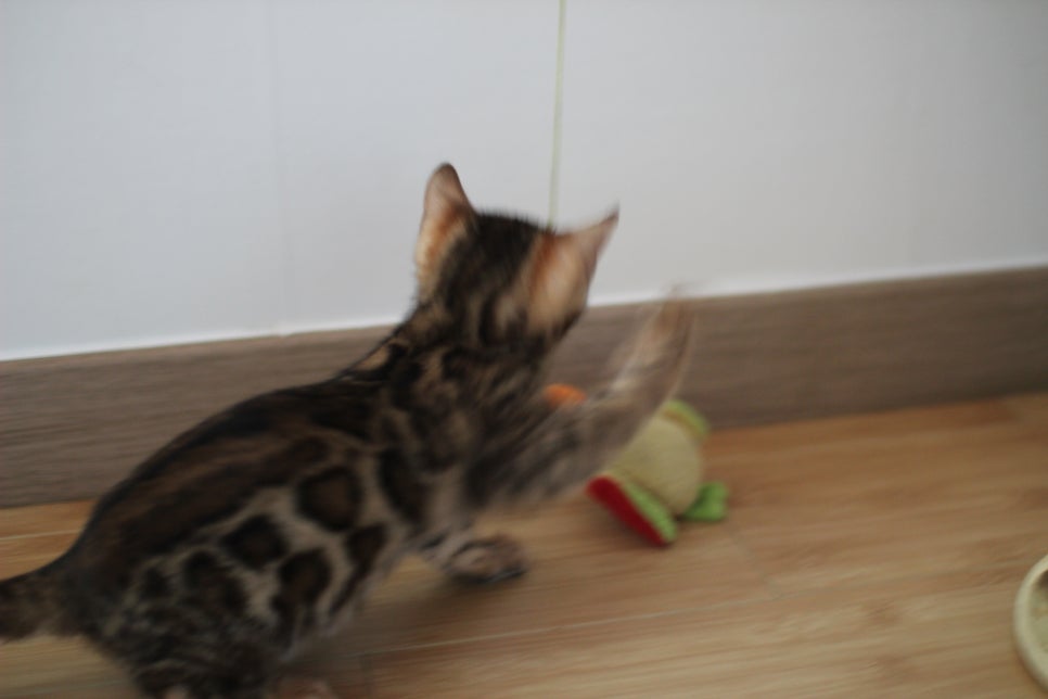 뱅갈고양이 개냥이 찾으시는 분들 보세요 관련 이미지 12