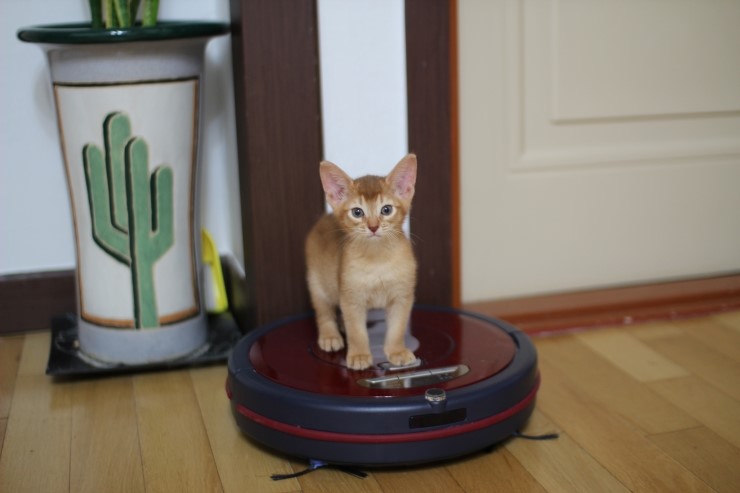 아비 꼬맹이들~ 관련 이미지 5