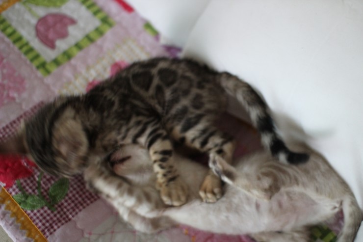 뱅갈고양이 꼬맹이들 놀아요~ 관련 이미지 5