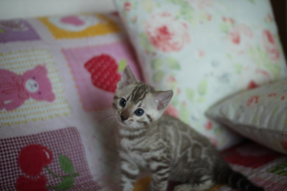 뱅갈고양이 분양은 순수혈통에 아이로 입양하세요~ 관련 이미지 10