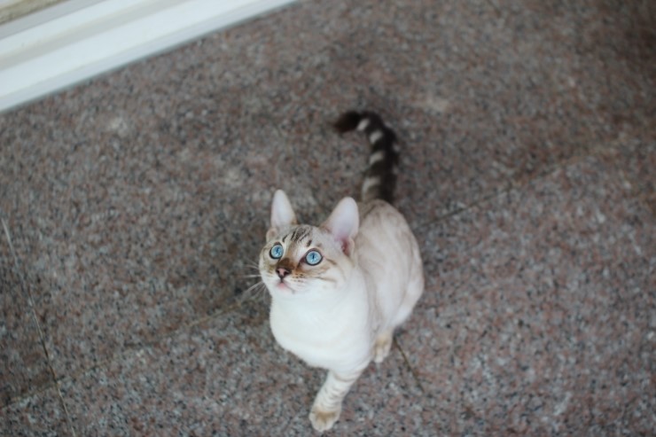 실링스 스노우 뱅갈고양이 링돌이 사진 및 동영상 입니다~ 관련 이미지 8