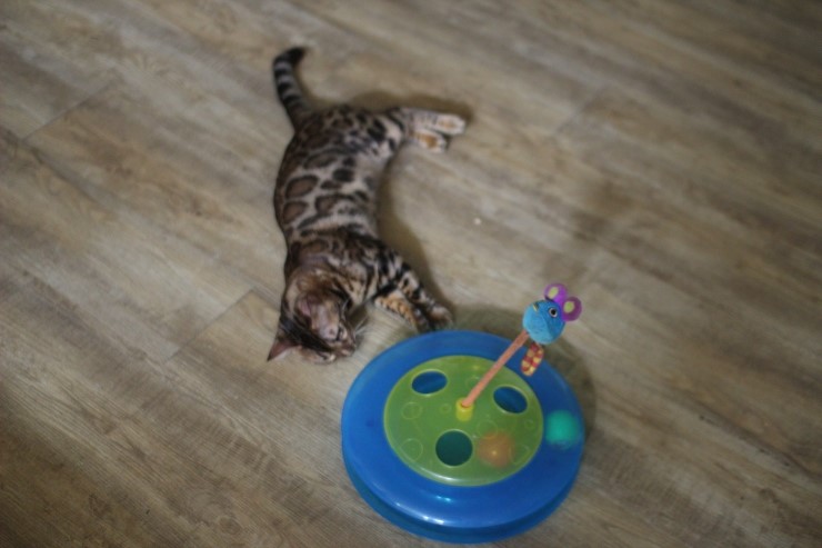 뱅갈고양이,뱅갈고양이 분양,오늘의 주인공은 링컨이 ㅎㅎㅎ.. 관련 이미지 7