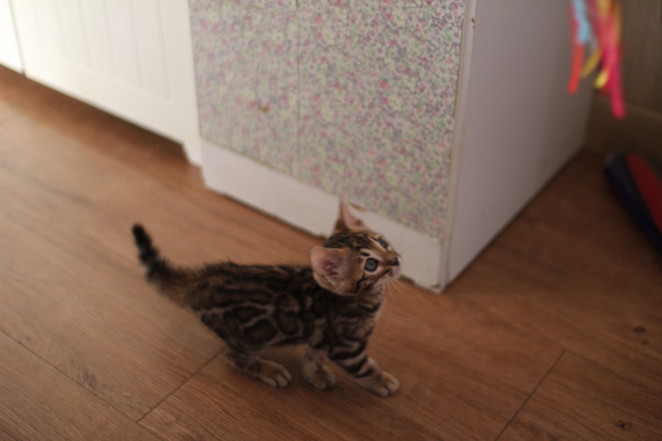 앙증맞은 귀염둥이 브라운 뱅갈고양이 여아 분양해요~ 관련 이미지 3