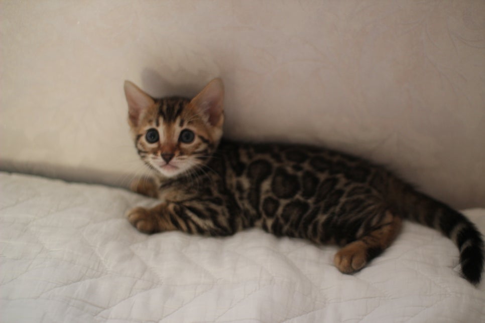 분양중인 뱅갈고양이 브라운 남아,스노우 여아예요~ 관련 이미지 15