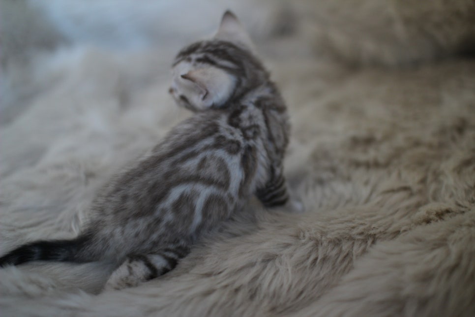 뱅갈고양이 분양 부티가 흘러요 흘러~ 관련 이미지 5