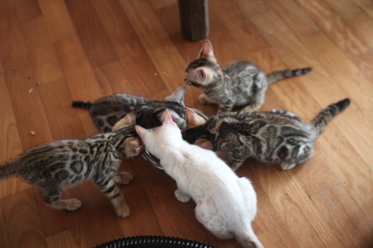 뱅갈고양이 꼬맹이들 생식이 좋아요~ 관련 이미지 3