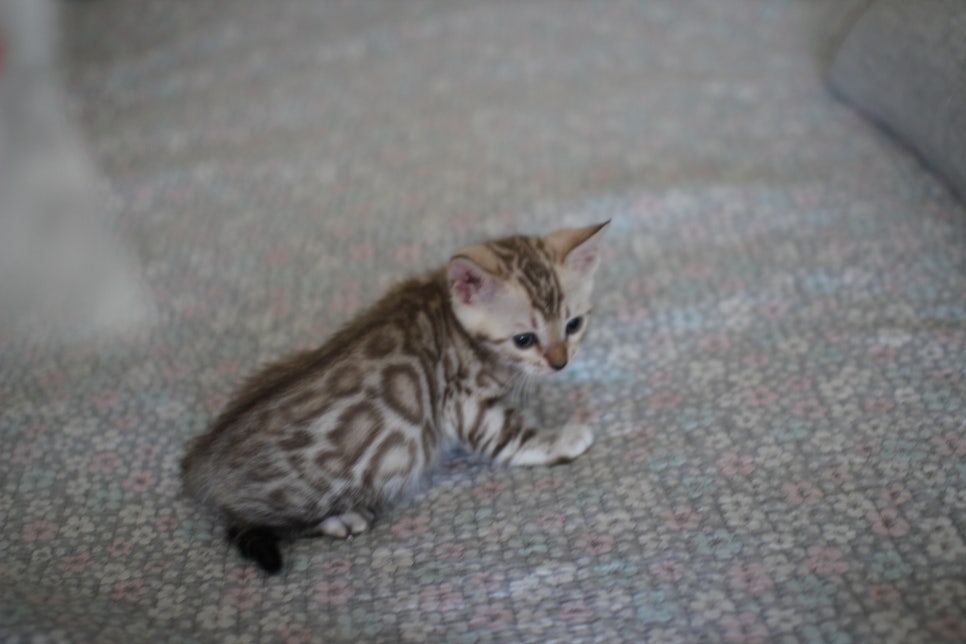 실밍크뱅갈고양이 여아 분양해요~ 관련 이미지 6