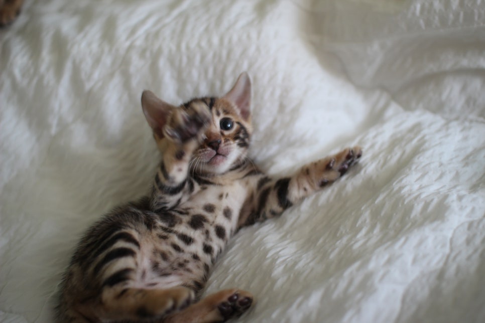 미남 뱅갈고양이에 애교발사~ 관련 이미지 4