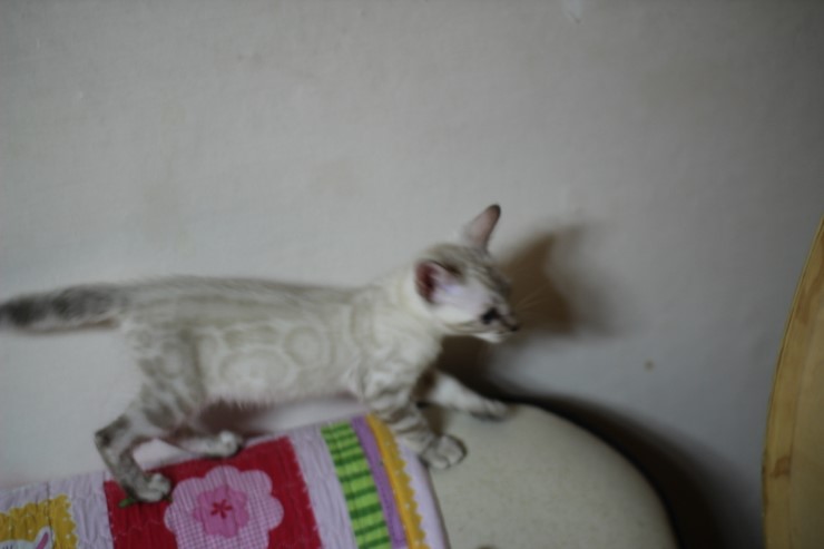 스노우뱅갈고양이 여아들 이쁘고 건강히 성장하고 있어요~ 관련 이미지 1