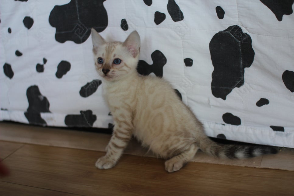 뱅갈고양이분양 매혹적인 파란눈 스노우 아이들. 관련 이미지 6