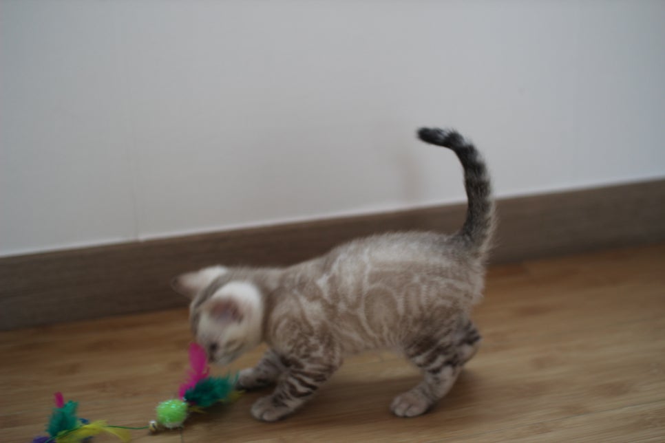 실밍크 뱅갈고양이 키퍼 남아 완전 말썽꾸러기 관련 이미지 8