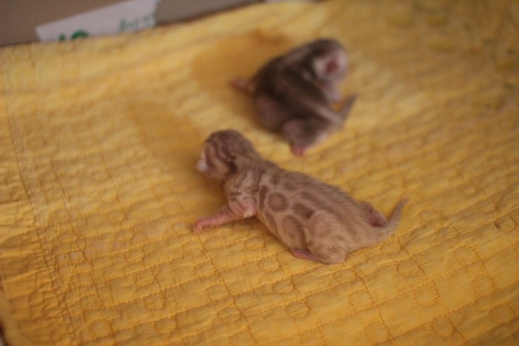 스노우 밍크 뱅갈고양이 꼬물이 자매와 실버 뱅갈고양이 로미~ 관련 이미지 1
