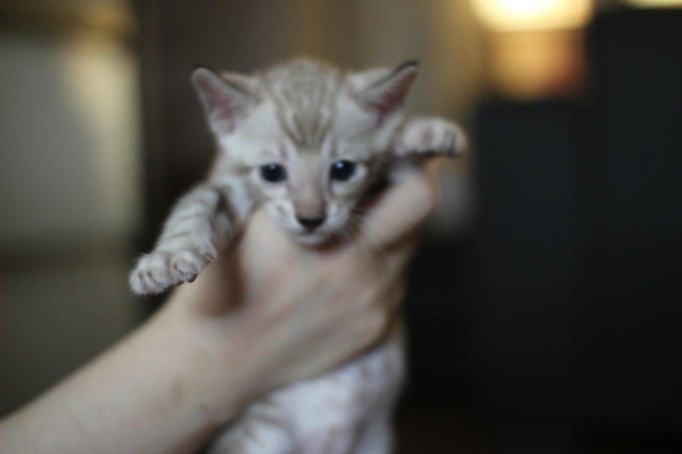 실밍크뱅갈고양이 남아도 많이 컸습니다...요 녀석은 오늘 처음 공개하네요! 관련 이미지 3
