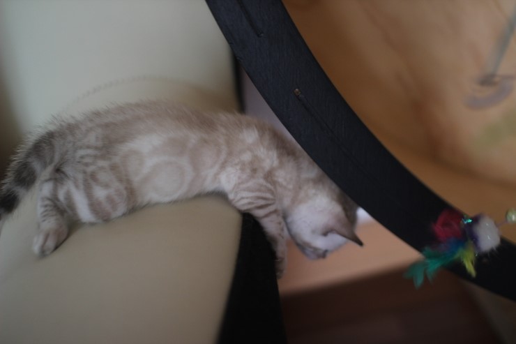 스노우 뱅갈고양이 밍돌이 사진 업데이트 했어요~ 관련 이미지 9
