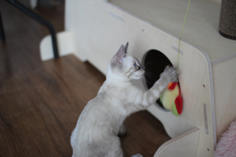 완전 강아지 같은 링스차콜 뱅갈고양이 남아 분양해여~ 관련 이미지 19