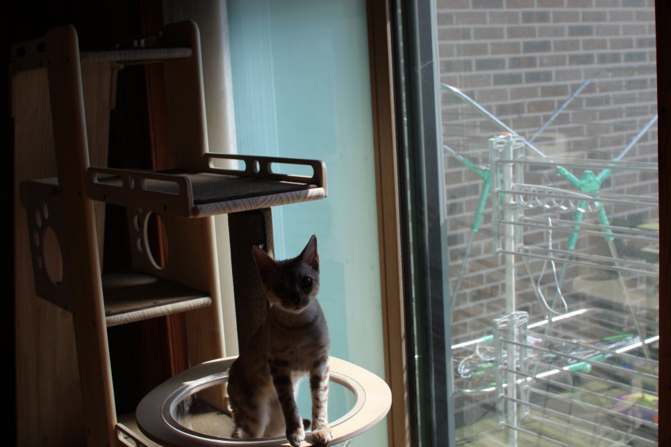 2층에서 생활하고 있는 스노우뱅갈고양이 주주~ 관련 이미지 2