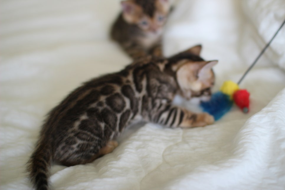 브라운 뱅갈고양이 남아2 분양합니다~ 관련 이미지 5