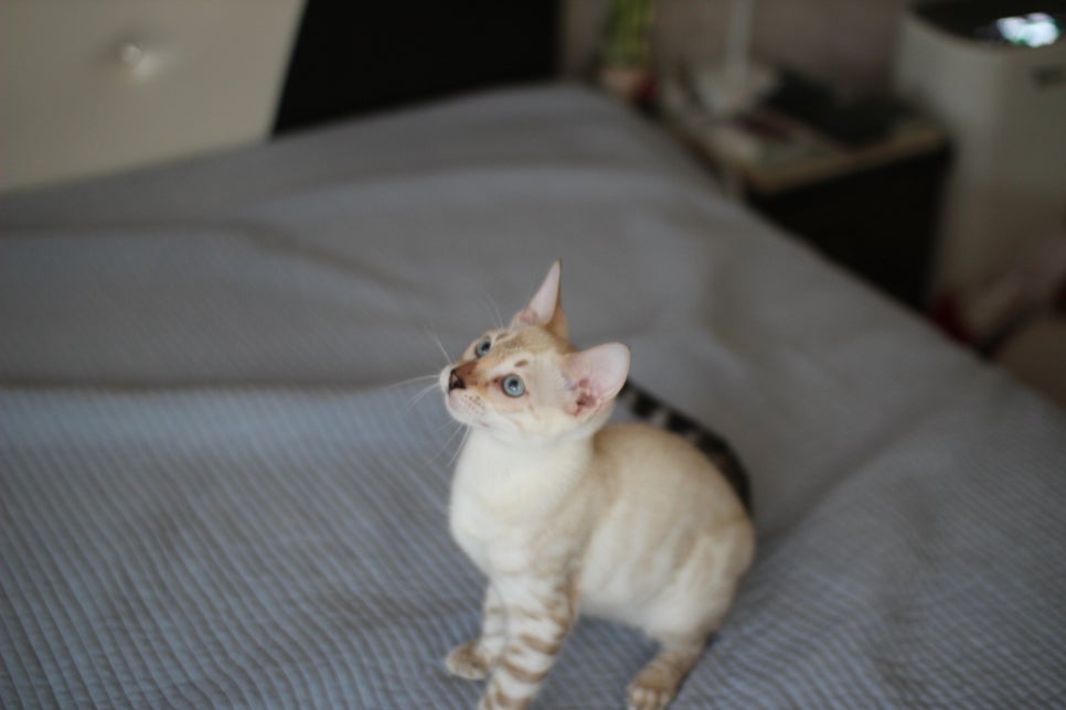 말괄량이 우량아 스노우뱅갈고양이 여아예요~ 관련 이미지 2