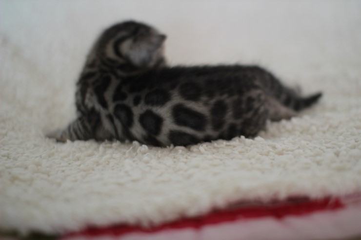 뱅갈고양이 분양 어쩜 이리도 화려할수 있을까 관련 이미지 14