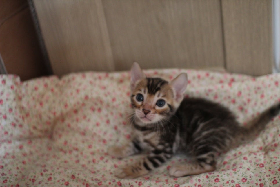 클라우드 로젯이 멋진 브라운 뱅갈고양이 여아 분양해요~ 관련 이미지 6