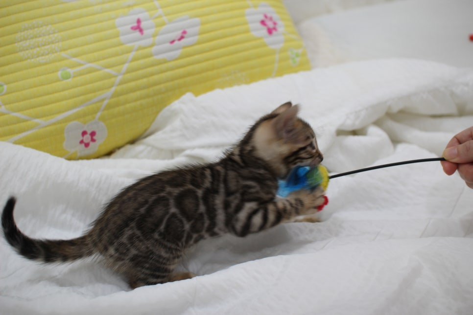 뱅갈고양이 남아3 분양해요~ 관련 이미지 8