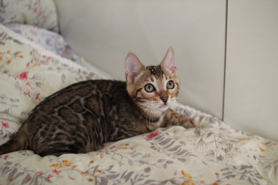 낯가림 제로 성격 최고 개냥이 뱅갈고양이 남아 분양해요~ 관련 이미지 1