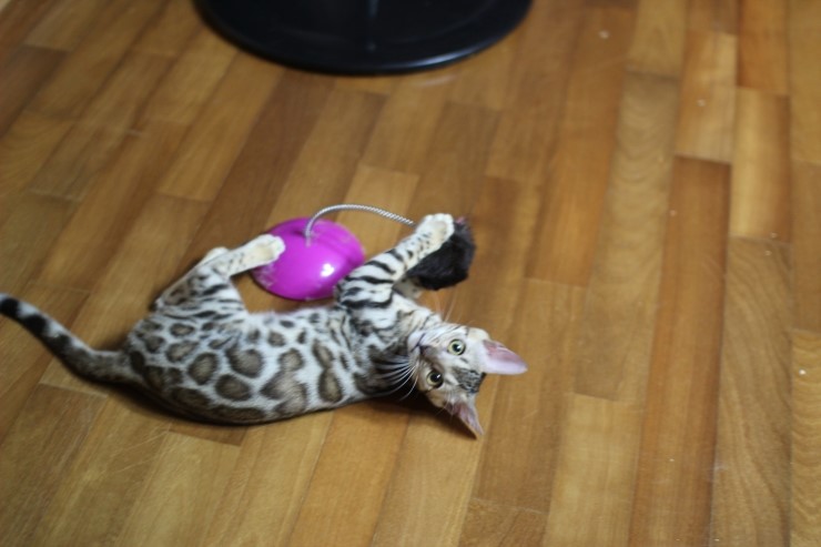 뱅갈고양이 도넛로젯 키퍼여아~ 관련 이미지 5