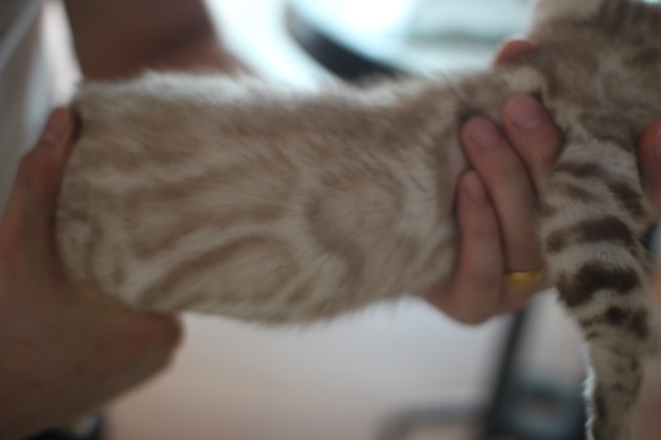 실밍크 뱅갈고양이 남아예요~ 관련 이미지 8