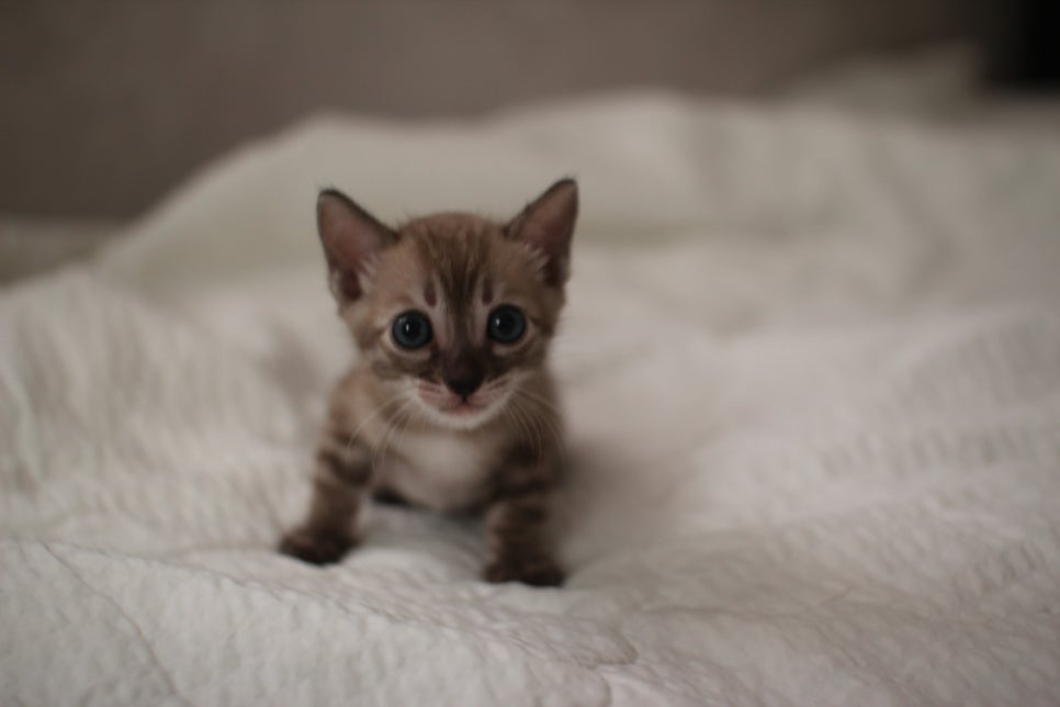 밍크차콜 뱅갈고양이 남아 많이 컸죠??? 관련 이미지 2