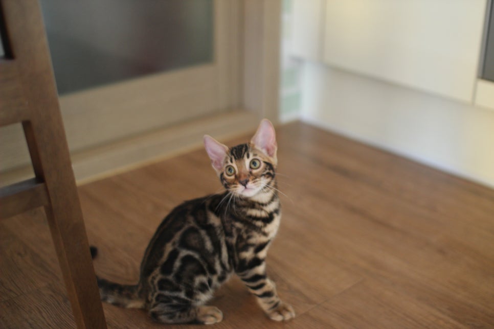 뱅갈고양이분양 행복 가득한 아이들 관련 이미지 9