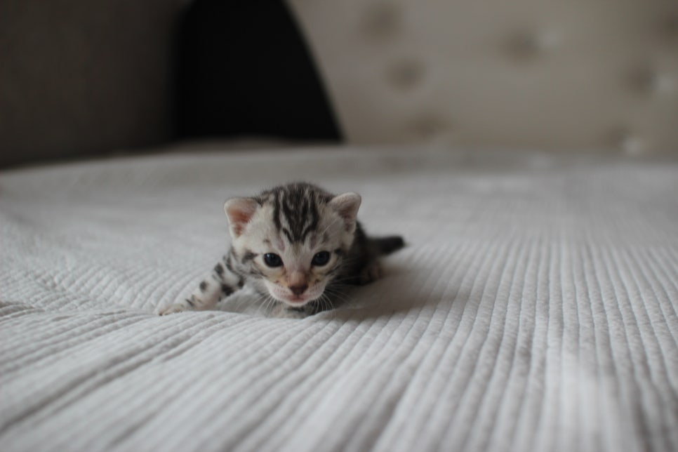 뱅갈고양이분양 고민하지 마세요! 관련 이미지 15