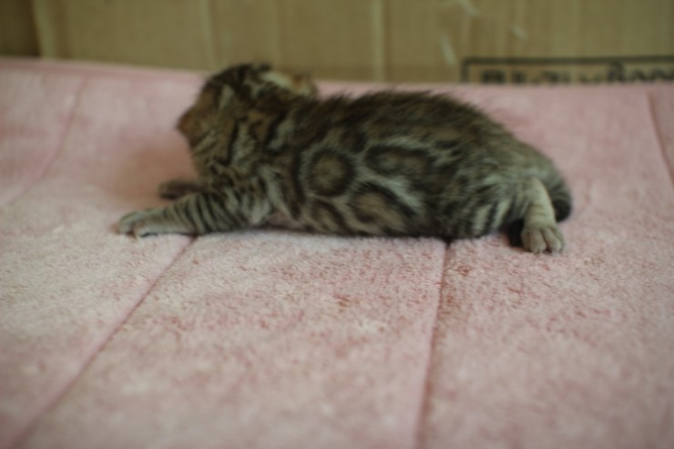 뱅갈고양이 크라우드 로젯 형제~~ 관련 이미지 5