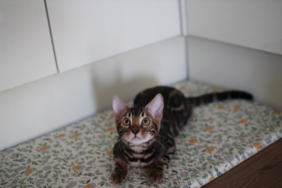 브라운 뱅갈고양이 분양중인 남아,여아 오늘 모습 입니다~ 관련 이미지 5