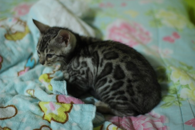 깡총깡총 실버 뱅갈고양이 남아 분양 관련 이미지 9