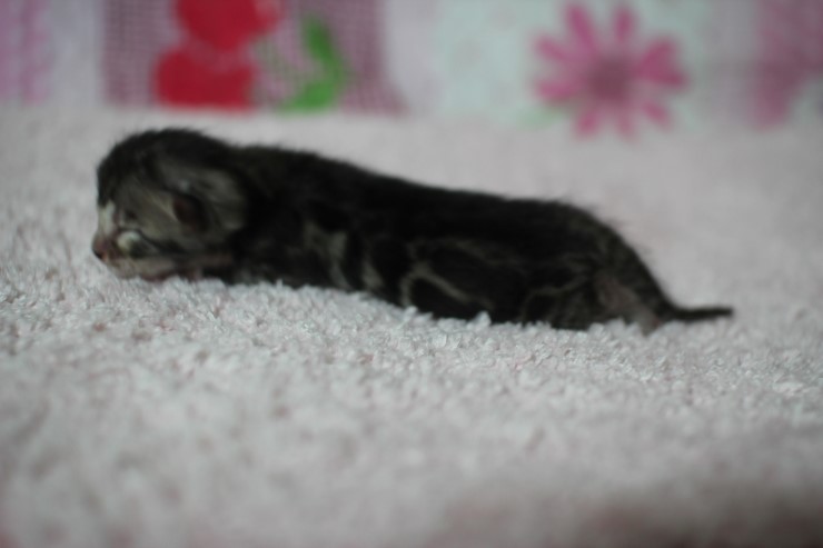 클라우드 로젯 실버뱅갈고양이 꼬물이 여아예요 관련 이미지 3