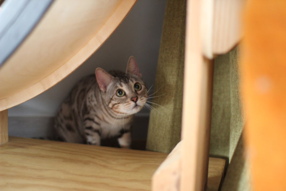 실버뱅갈고양이 분양중인 여아 오늘 모습 입니다~ 관련 이미지 4