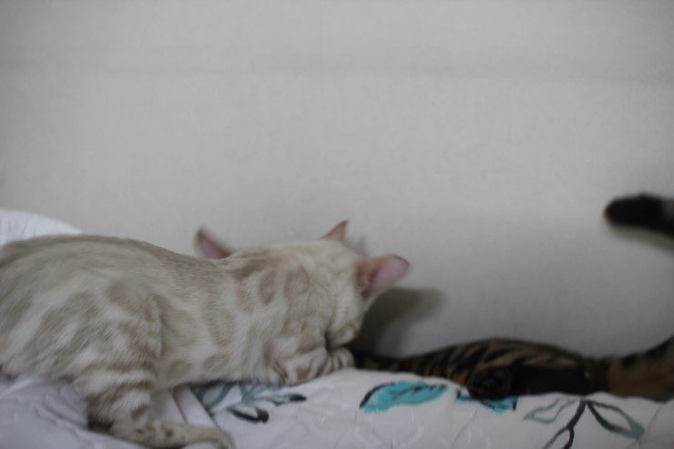 뱅갈고양이,뱅갈고양이 분양,초아가 신났어요~~~ 관련 이미지 7