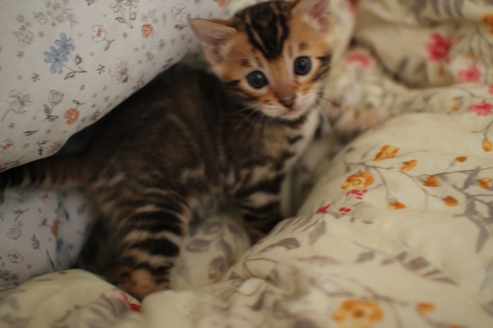 뱅갈고양이 꼬맹이 하루하루 쑥쑥 멋지게 성장중~ 관련 이미지 18