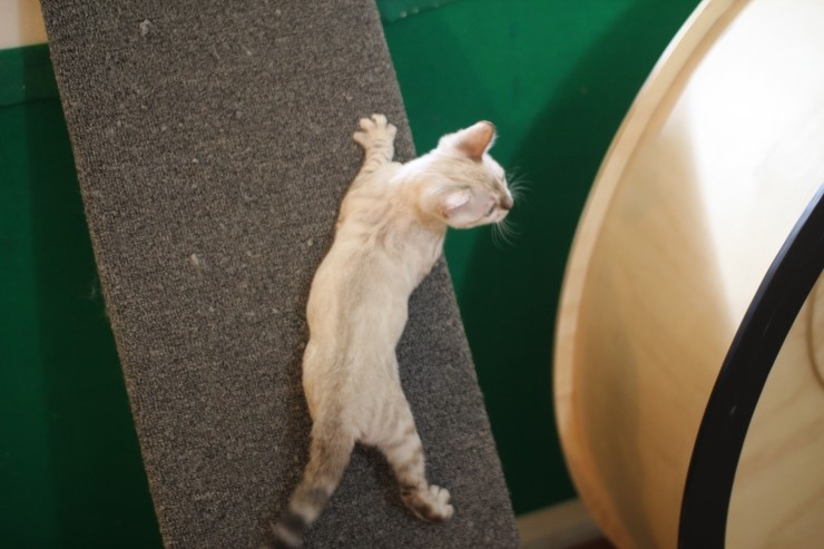 뱅갈고양이,뱅갈고양이분양,식탐쟁이 스노우뱅갈고양이 초아~~~ 관련 이미지 3