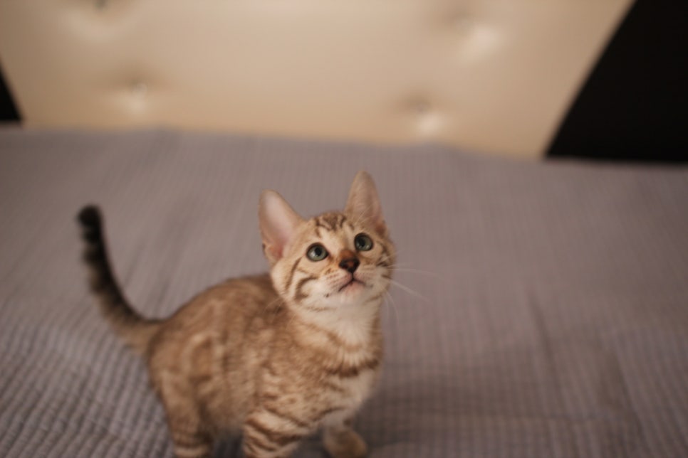 실밍크,브라운,실버뱅갈고양이 분양 합니다~ 관련 이미지 1