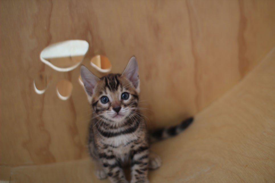 뱅갈고양이 여아들 캣휠 연습중~ 관련 이미지 4