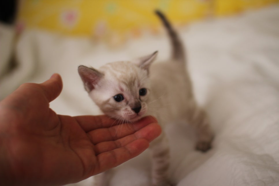 스노우뱅갈고양이 꼬맹이들 분양해요~ 관련 이미지 14